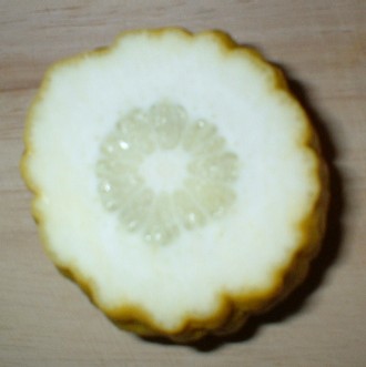 Cross-section of an etrog