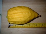 Etrog: 4-6 inches long